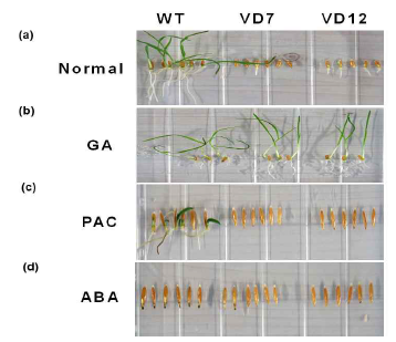 Seed germination analysis in wide type and transgenic seeds on MS medium containing hormones. (a) MS medium without hormone (b) 50 μM GA3 (c) 50 μM PAC (d) 100 μM ABA