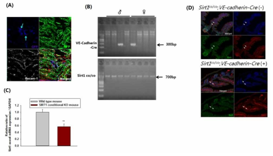 Foundation and analysis of vascular endothelail cell specific SIRT1 conditional knockout mice. (A) Confocal microscopic findings of GFP reporter mouse after mating with VE-Cadherin-Cre mouse in the kidney. GFP (green color) fluorescence ina1cates renal tissues those the double stranded DNA is cut at both loxP sites by the ere protein and then ligated (glued) back topether. RPF (red color) indicates kidney tissue those the double stranded DNA is not cut at both loxP sites by the Cre protein. Arrows indicate PECAM-1-positive vascular endothelial cells. pecam-1 (white color) was used as an endcthelial cell marker. (B) Genotype of Sirt1 conditional KO mouse (Sirt1co/co ; VE-cadherin-Cre (-)) and wild type mouse (Sirt1co/co ; VE-cadherin-Cre (+)) was 'identified by PCR analysis using tail genomic DNA. (C) Quantitative RT-PCR of Sirt1. RNA was extracted from the laser dissected endothelial cells sample and Sirtt exon4 mRNA levels were assessed in the isolated tissue usinQ quantitative RT-PCR with Sinple Cell-ta-CT™ Kit. (D) lmmunofluoroscence study of Sirt1 and PECAM-1 in intestinal tissue of wild-type and Sirt1 conditional KO mouse mice. Tamoxifen was administered at 6 weeks after bi rth . Intestine was harvested at 6 weeks after birth