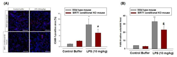 (A) lmmunofluoroscence study of ICAM-1 in renal tissue of wild-type and Sirt1 conditional KO mouse. Kidneys were harvested at 1 day after in! raperitoneal lipopolysacchride injec tion. Quantification of ICAM-1-positive area in the kidney of wild-type and Sirt1 over-expression mice. (B) Quantification of F4/80 in renal tissue of wild-type and Sirt1 conditional KO mouse. Kidneys were harvested at 1 day after intrape ritoneal lipopolysacchride injectio n. **, P < 0.01 versus CB-treated wild type mice; #, P < 0.05 versus LPS-treated wild type mice