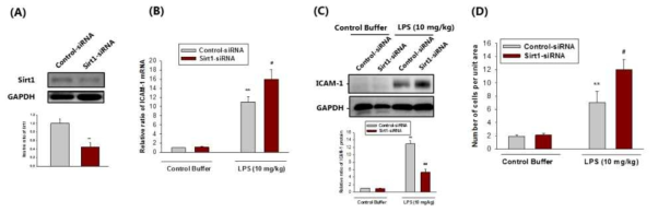 (A) lmmunoblot analyses of Sirt1 from human umbilical vein endothelial cells (HUVECs) after treatment with control-siRNA or Sirt1-siRNA. (B) Relative ICAM-1 mANA expression after transfection with control-siRNA or Sirt1-siRNA. HUVECs were treated with TNF-α (10 ng/ml) for 6 hours. ICAM-1 levels were measured via qRT -PCR and normalized to the level of GAPDH. (C) Relative ICAM-1 protein expression after transfection with control-siR NA or Sirt1-siRNA. HUVECs were treated with TNF-α (10 ng/ml) for 12 hours. ICAM-1 levels were measured via immunoblot. The bar graph display data from densitometric analyses are presented as the relative ratio of each protein to GAPDH. (D) Quantitation of human monocytic THP-1. HUVECs was cultured in a monolayer and treated with TNF-α (10 ng/ml) for 12 hours. THP-1 cells were incubated for 12 hours and count the cells with phasecontrast microscopy.Data are expressed as mean ± SD. ** P < 0.01 versus control-siRNA-treated cells with control buffer; # P < 0.05 versus control-siRNA-treated cells with TNF-α; ; ## P < 0.01 versus control-siRNA-treated cells with TNF-α