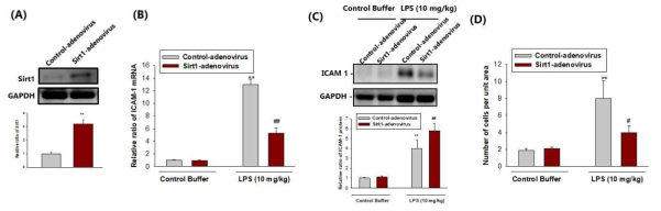 (A) lmmunoblot analyses of Sirt1 from human umbilical vein endothelial cells (HUVECs) after treatment with control- adenovirus (Control-adenovirus) or Sirt1-overexpressing adenovirus (Sirt1- adenovirus). (B) Relative ICAM-1 mRNA expression after transfection with control-siRNA or Sirt1-siRNA. HUVECs were treated with TNF-α (10 ng/ml) for 6 hours. ICAM- 1 levels were measured via qRT-PCR and normalized to the level of GAPDH. (C) Relative ICAM-1 protein expression after transfection with control-siRNA or Sirt1-siRNA. HUVECs were treated with TNF-α (10 ng/ml) for 12 hours. ICAM- 1 levels were measured via immunoblot. The bar graph d isplay data f rom densitometric analyses are presented as the relative ratio of each protein to GAPDH. (D) Quantitation of human monocytic THP-1. HUVECs was cultured in a monolayer and treated with TN F-a ( 10 ng/ ml) for 12 hours. THP-1 cells were incubated for 12 hours and count the cel ls with phasecontrast microscopy.Data are expressed as mean ± SO . ** P < 0.01 versus control- siRNA-treated cells with control buffer; #P < 0.05 versus control-siRNA-treated cells with TNF-α; ; -#-# P < 0.01 versus control-siRNA-treated cells with TNF-α