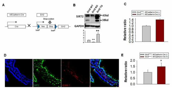 A) Schematic diag ram of the generation of endothelial cell-specific activation of Sirt2. VE- Cadherin- Cre and Sirt2 mice were used to achieve endothelial cell--specific activation with SIRT2. (C) Western blot analysis of SIRT2 in the kidney of WT (n=3), Sirt2 KO (n=3) and proximal tubular epithelial cell -specif ic Sirt2 TG (n=3) mice. Sirt2 expression was evaluated by Western blot analysis using anti-SIRT2 antibody. Densitometric analyses for SIRT2 are presented as the relative ratio of SIRT2 to GAPDH. *, p(0.05 versus WT +CB (C) Sirt2 mRNA levels were assessed in the isolated tissue using (single cell) qPCR. An increase in Sirt2 mRNA was observed Sid2'0 100 :VE-Cadherion-Cre( +) mice. (D) lmmunofluoroscence study of Sirt2, ICAM-1 and DAPI in intestinal tissue of Sirt2 TG mouse. Kidneys were harvested at 1 day after intraperitoneal lipopolysacchride injection.(E) Quantification of ICAM-1-positive area in the intestine of wild-type and Sirt2 over-expression mice. * , p(0.05 versus WT +CB