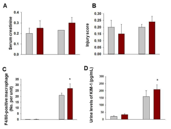 (A) Serum levels of creatinine . Blood samples from WT and Sirt2 TG mice were collected 1 d after lipopo lysaccharide (10 mg/kg body weight , IP) or control buffer (CB) injection, and serum creatinine was measured. (B) Injury score . Kidneys were harvested from WT, Sirt2 TG mice 1 d after lipopolysaccharide administration. (C) Quantitative score of F4/ 80- positive macrophages in the kidney section. (D) Urine level of KIM-1 in the kidney. Kidney samples from WT (n=5), and Sirt2 TG (n=5) mice were collected 1 d after lipopolysaccharide injection, and urine level of KIM-1 was measured by ELI SA. Data are expressed as mean± S.D. * , p(0.05 versus WT+CB;