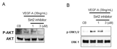Aascular endothelial cell growth factor (VEGF)- A increases phosphorylat ion of ERK 1/2 and Akt in human vascular endo thelial cells (HUVECs). Western blot analyses of phosphorylated Akt (P- Akt) and ERK 1/2 (P-ERK 1/2) in hLECs. Cells were incubated with VEGF-A (30 ng/ml) in the presence or absence of Sirt2 inhibitor AGK2 at the indicated concentrations. Each lane contained 20 lg of total protein from the cell lysates. Blots were probed with an antiphospho- ERK 1/2 antibody or anti-phospho-Akt (Ser473) antibody. The membranes were stripped and repro bed with an anti-ERK1 or anti-Akt antibody. respectively. Densitometric analyses are presented as the relative ratio of phospho- ERK1 /2 to ERK1 or phospho-Akt to Akt. The relative ratio to control buffer (CB) is arbitrarily presented as 1. Numbers represent the means ± S.D.