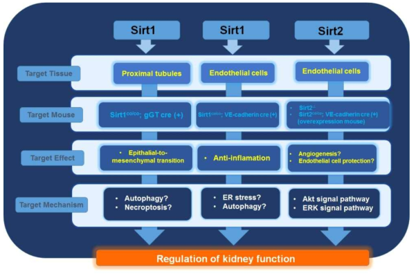 Concept of SIRT1 and SIRT2 in regulation of renal injury