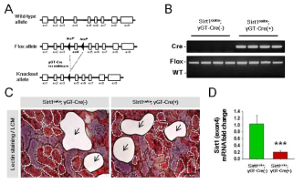 Foundation and analysis of renal proximal tubular epithelial cells specific SIRT1 conditional knockout mice. (A) Schematic representation of the mouse Sirt1 wild-type, floxed and knockout alleles. closed boxes = exons (ex) ; arrowheads = loxP sites. (B) Genotype of Sirt1co/co;γGT-Cre (-) and Sirt1co/co;γGT- Cre (+) mice was identified by PCR analysis using tail genomic DNA. (C) Renal proximal tubular were collected using laser capture microdissection . Proximal tubular were stained by lectin (dashed white lines) then isolated by attaching the tissue to the laser capture microdissection (arrow). Bar=50 μm. (D) Sirt1 exon4 mANA levels were assessed in the isolated tissue using qPCR. An dramatically decrease in Sirt1 exon4 mANA was observed in renal proximal tubular of Sirt1co/co;γGT- Cre(+) mice