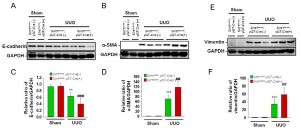 SIRT1 deficiency in the proximal tubular promotes UUO-induced epithelial mesenchymal transition. (A, B, E) Representative immunoblot analyses of E-cadherin, a-SMA and vimentin from kidneys of sham and UUO-operated of Sirt1co/co;γGT-Cre (-) and Sirt1co/co;γGT-Cre (+) mice. (C, D, F) The bar graph display data from densitometric analyses are presented as the relative ratio of each protein to GAPDH. The relative ratio measured in the kidneys from sham-operated Sirt1co/co;γGT-Cre(-) mice is arbitrarily presented as 1. Data are expressed as mean ± SD. ***P < 0.001 versus Sirt!coico;yGT-Cre(-) sham; **P < 0.01 versus Sirtco/co;γGT-Cre(-) sham; ##P < 0.01 versus Sirt1co/co;γGT-Cre(-) UUO; ; ###P < 0.001 versus Sirt1co/co;γGT-Cre(-) UUO