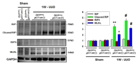 SIRT1 deficiency in the proximal tubular cell promotes necroptosis in UUO mouse. Representative immunoblot analyses of RIP, cleaved RIP, RIP3, and MLKL from kidneys of sham and UUO-operated of Sirl!co/co;yGT-Cre (-) and Sirt1co/co;γGT-Cre (+) mice. The bar graph display data from densitometric analyses are presented as the relative ratio of each protein to GAPDH. The relative ratio measured in the kidneys from sham-operated Sirl!co/co;yGT-Cre (-) mice is arbitrarily presented as 1. Data are expressed as mean ± SD. *P < 0.05 versus Sirt1co/co;γGT-Cre (-) sham; **P < 0.01 versus Sirt1co/co;γGT-Cre(-) sham; #P < 0.05 versus Sirt1co/co;γGT-Cre(-) UUO