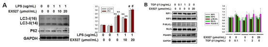 SIRT1 inhibition in the proximal tubular cells promotes autophagy after LPS treatment. (A) Representative immunoblot analyses of LC3 and p62 from cells after control buffer or transforming growth factor beta-1 (TGFβ-1) treatment. **P < 0.01 versus control buffer-treated cells; ##P < 0.05 versus LPS-treated cells. (B) Representative immunoblot analyses of RIP1, RIP3, p-MLKL, MLKL and PGAM5 from cells after control buffer or transforming growth factor beta-1 (TGFβ-1) treatment. The bar graph display data from densitometric analyses are presented as the relative ratio of each protein to GAPDH. The relative ratio measured in the cells after control buffer treatment is arbitrarily presented as 1. Data are expressed as mean ± SD. *P < 0.01 versus control buffer-treated cells; ##P < 0.05 versus TGFβ-1-treated c