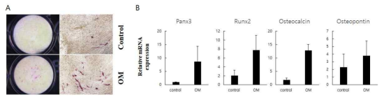 C2C12 미분화 근육세포의 골 분화 조건에서 Panx3의 발현변화 (A) ALP염색을 이용하여 골 분화 정도가 증가됨을 확인. (B) Real-time PCR를 이용하여 골 분화 마커들의 발현변화 확인. OM: osteogenic media