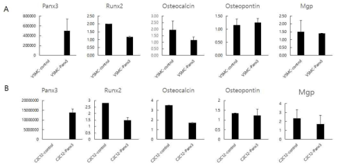 Panx3의 과발현에 의한 연조직세포에서의 골분화 마커들의 발현변화 Real-time PCR를 이용한 혈관평활근세포 (A)와 C2C12 미분화 근육세포주 (B)를 이용한 골 분화 마커들의 발현변화 평가. 두 세포 모두에서 Panx3는 Runx2와 osteocalcin 발현을 억제하나 osteopontin과 Mgp 발현에는 영향이 없음을 보여줌. 이는 Panx3와 Runx2가 긴밀히 연관되어 있음을 의미