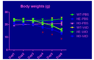 고용량 Vit D투여에 의한 혈관석회화 모델에서의 마우스 몸무게 변화