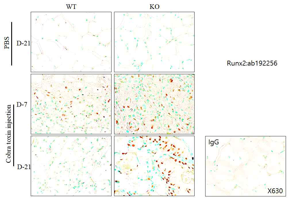 CTX로 근육의 손상 후 회복 과정에서 Panx3 결실 쥐에서의 Runx2의 발현 양상