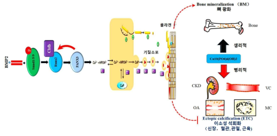 Panx3는 조골세포의 광화는 촉진하지만 혈관, 신장, 근육과 같은 연조직의 이소성 석회화는 억제 (CKD: Chronic kidney disease, OA:Osteoarthritis, VC: Vascular calcification, MC: Muscle calcification)