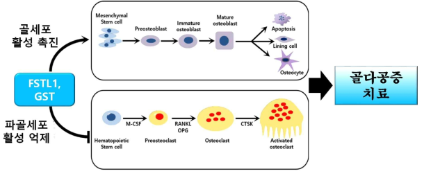 FSTL1과 GST를 이용한 골다공증 치료 가능성