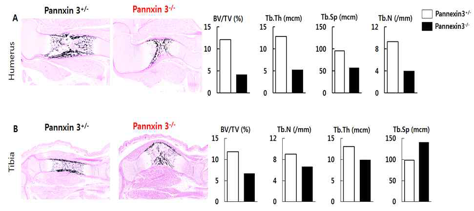 Panx3-/- 쥐에서 뼈 광화를 억제