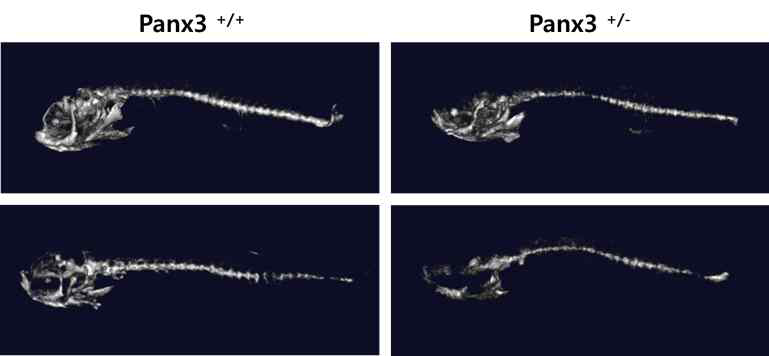 zebrafish에서 Panx3 제어는 뼈 광화를 억제