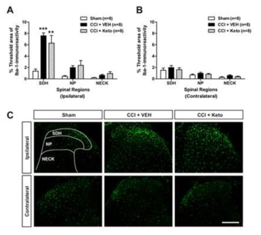 신경스테로이드 합성 효소 억제에 따른 척수 내 미세아교세포 활성 변화