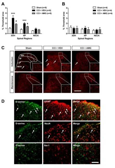 신경병증성 통증 동물 모델에서 신경스테로이드 합성 효소인 P450scc 억제제의 반복 처치에 따른 척수 D-serine 생성의 변화