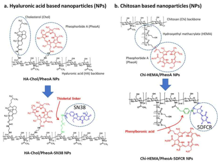Photosensitizer와 ROS-cleavable drug에 결합된 Hyaluronic acid based NPs와 Chitosan based NPs의 구조