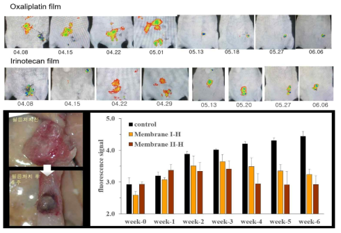 제작된 항암제 자가 방출 피막의 동물모델에서 평가