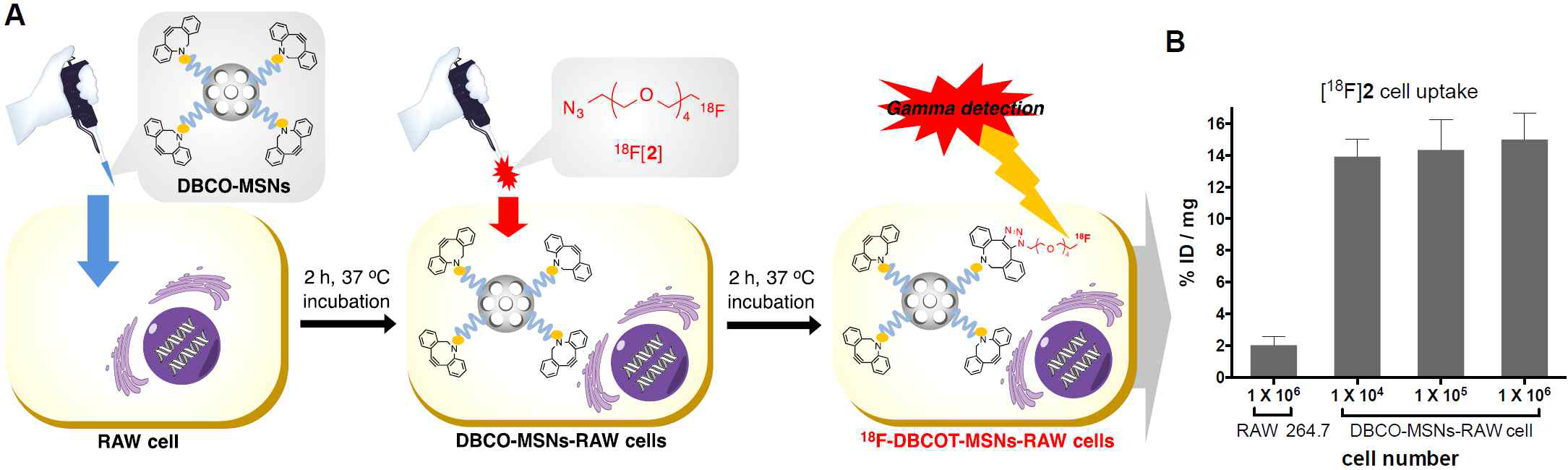 (A and B) In vitro 18F-labeling reaction based on SPAAC in DBCO-MSNs loaded RAW 264.7 cells. Uptake of 18F-Labeled azide([18F]2) into RAW 264.7 cells via 18F-labeling reaction based on SPAAC in DBCO-MSNs loaded RAW 264.7 living-cells; and Its schematic procedure