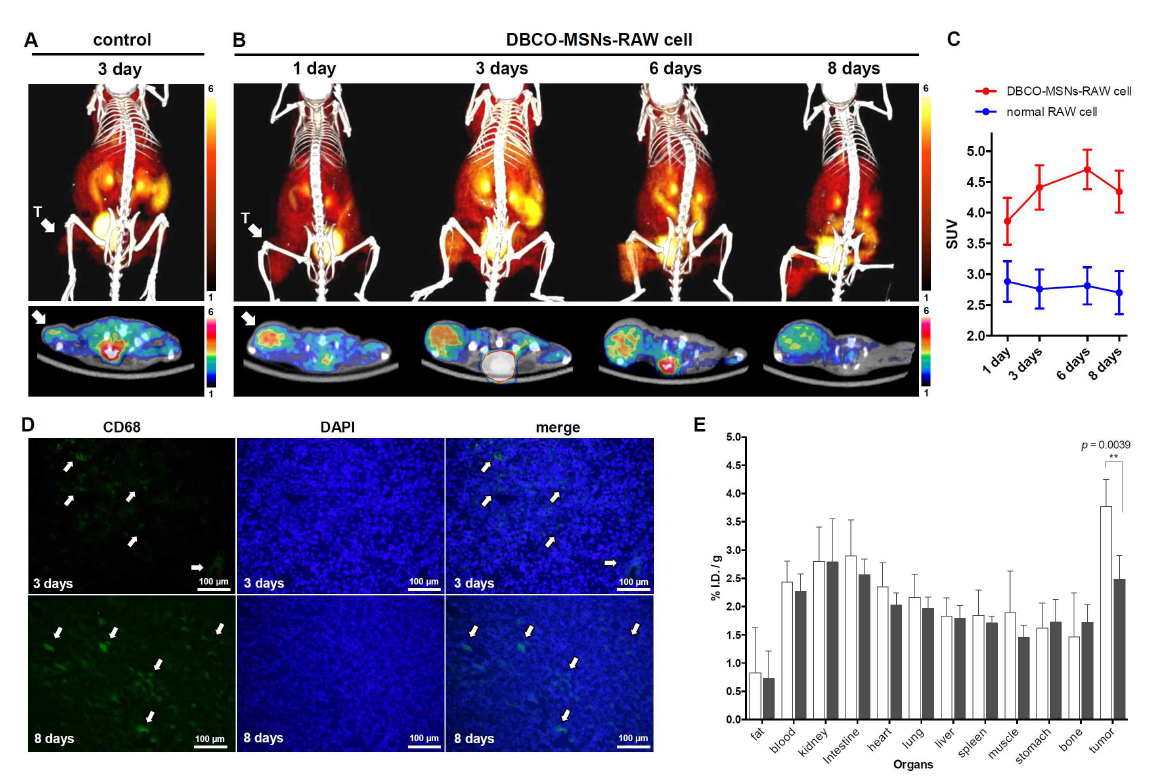 (A and B) Macrophage cell tracking PET imaging via bioorthogonal 18F-labeling in U87MG tumor-bearing mice treated with only normal RAW 264.7 cells (2 ×106cells) 3 days earlier (control study; A) or in mice treated with DBCO-MSNs-RAWcells (2×106cells; 0.1ng Si/cell) 1, 3, 6, or 8days earlier (cell tracking study; B), recorded 1h after injection of [18F]2. T = tumor, and (C) their standardized uptake values (SUVs) in tumor area. (D) Immunofluorescence analysis of RAW 264.7 cells in tumor tissue obtained from tumor-bearing mice treated with DBCO-MSNs-RAW cells 3 and 8 days earlier. (E) Biodistribution of [18F]2 in U87MG tumor-bearing mice treated with DBCO-MSNs-RAW cells (cell tracking; white bar) or only RAW 264.7 cells 3 days earlier (control; gray bar), measured 1 h after injection. Data are expressed as normalized accumulation of activity in % ID/g ± SD (n= 4). ** p < 0.005