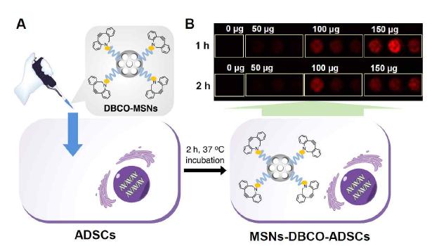 (A) DBCO-MSNs이 섭취된 stem cell 획득 모식도. (B) DBCO-MSNs 섭취 ADSC stem cell 형광분석