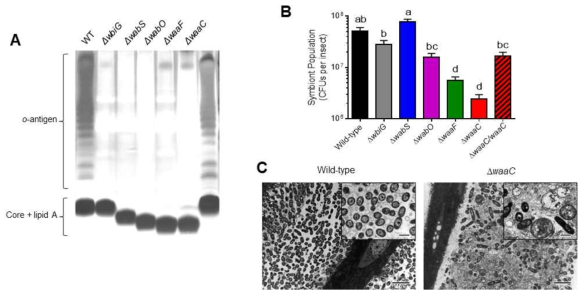 (A) 변이균의 LPS pattern. (B) 변이균의 숙주 내 밀도. (C) WT과 waaC mutant의 공생장 내 TEM 사진
