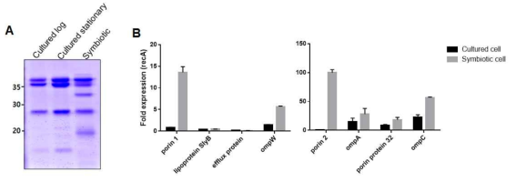 (A) 외막 단백질 젤 사진. (B) 공생균에 특이적인 외막 단백질 후보 물질 유전자 발현 비교.