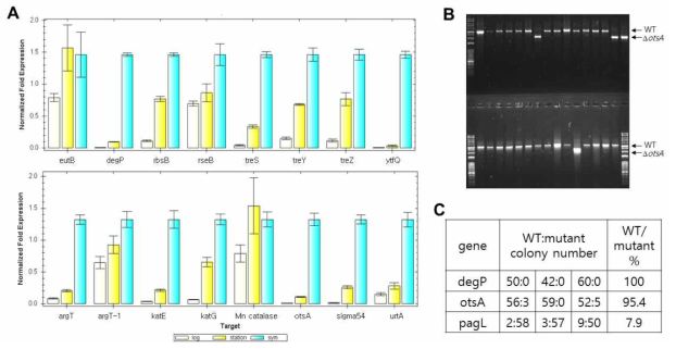 (A) 공생균 특이적인 후보 물질 유전자 발현 비교. (B) PCR로 확인한 WT과 otsA의 공생균의 수. (C) 공생균의 숙주 적응 능력 비교를 위해 WT과 mutant의 colonization competition시켜 곤충의 공생장에서 두 균주의 비율 비교한 것