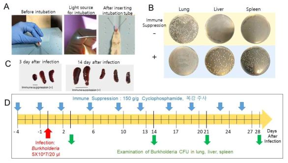 (A) Mouse lung infection by tracheal intubation (B) 감염 후 3일째 lung, liver, spleen에서의 Burkholderia CFU. (C) 감염 후 3일과 14일의 spleen의 크기 비교. (D) Burkholderia Mouse lung infection plan