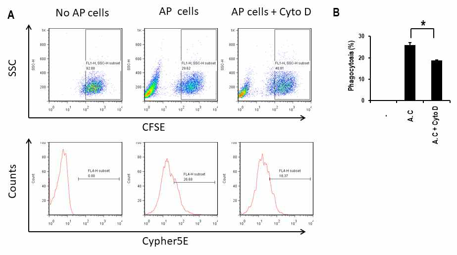 colon cancer cell line인 HT-29과 apoptotic cell (AP cells)(MLE or BAES) 을 함께 배양하거나 cytochalasin D (CytoD)를 처리하여 apoptotic cell clearance를 저해한 후 FACS analylsis수행