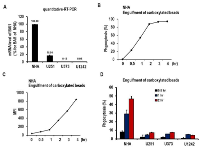 (A) 정상세포(NHA)와 종양세포(U251, U373, U1242)에서의 BAI1 mRMA level. (B, C) 정상세포에서의 apoptotic cell clearance. (D) 상세포 (NHA)와 종양세포(U251, U373, U1242)에서의 apoptotic cell clearance