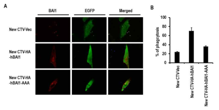 (A) Immunocytochemistry-phagocytic cell에 BAI1의 야생형과 돌연변이형의 과발현 패턴 분석. (B) phagocytic cell에 BAI1의 야생형과 돌연변이형의 과발현후 apoptotic cell clearance 분석