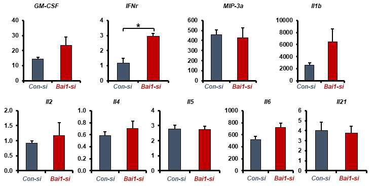 BAI1 야생형 세포(Bai1+/+)와 BAI1이 silencing된 세포(Bai1-/-)에서 cytokine level측정