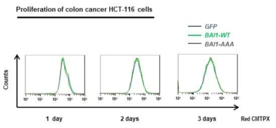 Colon cancer cell line인 HCT-116를 이용하여 PtdSer receptor인 BAI1의 WT과 mutant를 과별현 시킨후 cancer cells의 증식을 측정
