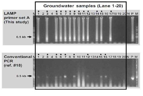 Comparison of LAMP and conventional PCR system for the detection of Aichivirus A from twenty groundwater samples [Data from Lee et al. (2019)22)] Lane M, 100 bp step DNA Ladder marker (Genepia, Korea); Lane 1–20, groundwater samples; N negative control, P positive control
