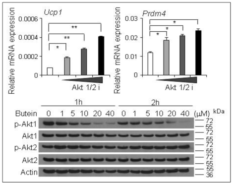 Akt저해에 의한 PRDM4와 Ucp1의 조절과 butein에 의한 Akt1과 2의 조절 능력