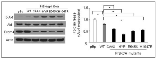 PI3Kalpha constitutive active mutant들의 Akt, PRDM4와 Ucp1 조절 능력