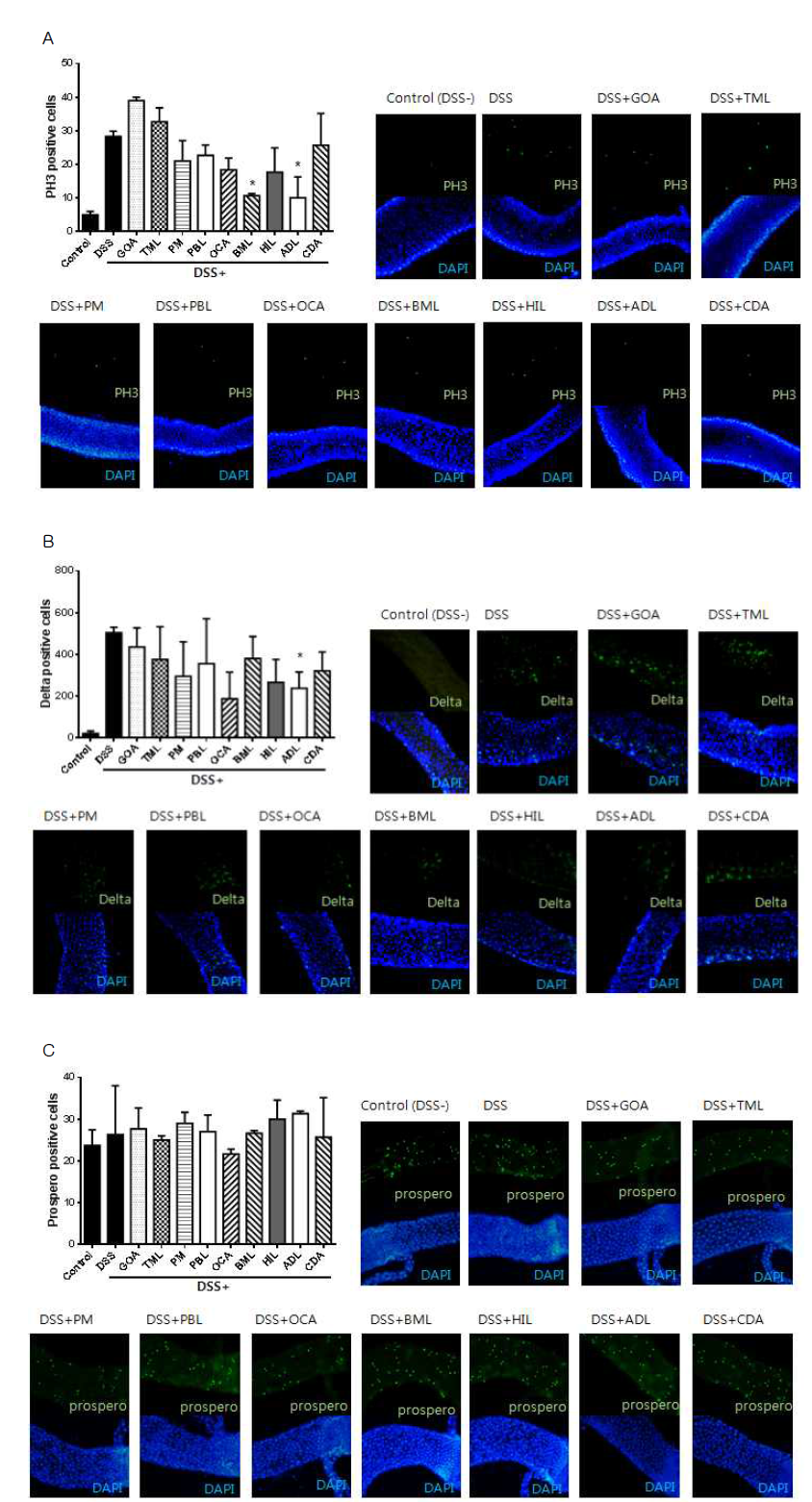 DSS와 곤충 추출물을 동시 경구투여한 초파리의 장을 이용한 immunostaining assay (A: PH3, B: Delta, C: Prospero) (Scale bar = 50 μm)