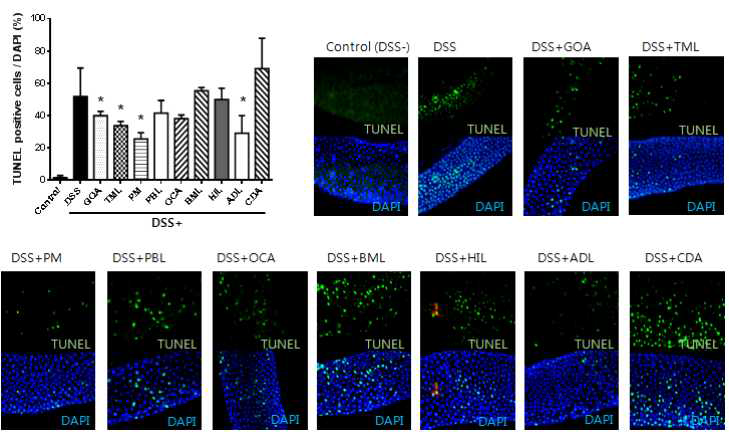DSS와 곤충 추출물 동시 경구투여 후 TUNEL assay를 통한 초파리 장 조직내 세포사멸 확인 (GOA, 누고; TML, 갈색거저리 유충; PM, 노봉방; PBL,흰점박이꽃무지 유충; OCA, 벼메뚜기; BML, 백강잠; HIL, 동애등에 유충; ADL, 장수풍뎅이 유충; CDA, 선퇴, 유의성 검사 student-t test, *P value < 0.05)