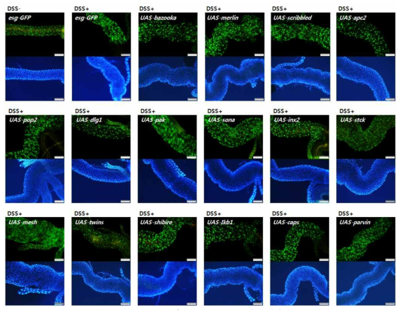 esg-Gal4-GFP/UAS-RNAi F1 초파리 장에서 GFP 발현 (Green, GFP; Blue, DAPI, scalebar = 200㎛)