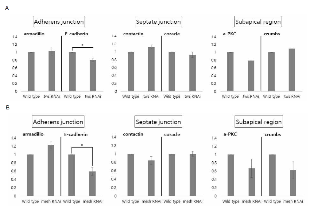 Wild type과 esg-Gal4-GFP/UAS-RNAi F1 초파리 장에서 cell junction 관련 유전자 발현 비교 (유의성 검사 student-t test, *P value < 0.05)