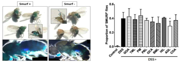 FCF brilliant blue dye를 투여한 후 Smurf+ 또는 Smurf- 초파리(좌), DSS와 곤충 추출물을 동시 투여한 초파리의 Smurf assay(우) (유의성 검사 student-t test, *P value < 0.05)
