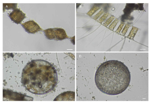 연구 기간에 남해안에서 출현한 다양한 규조류를 감염시킨 포식기생성 편모류 Pirsonia spp