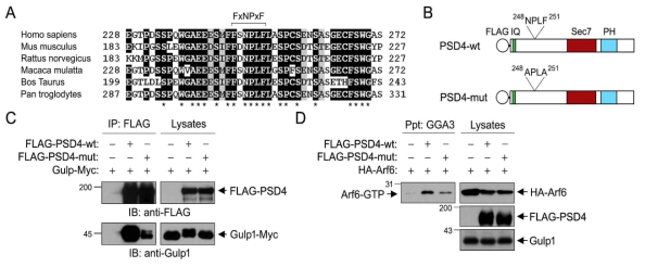 PSD4의 conserved NPLF motif에 Gulp1의 결합 및 기능 조절