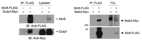 Xkr8과 Gulp1 및 Stab2 사이의 결합
