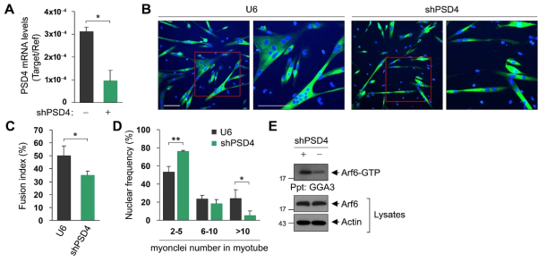 PSD4 knockdown 근아세포에서 근관세포 형성 및 Arf6 활성화에 대한 영향