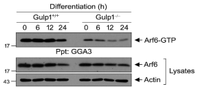 Gulp1 유전자 결손 근아세포에서 Arf6 활성화의 억제